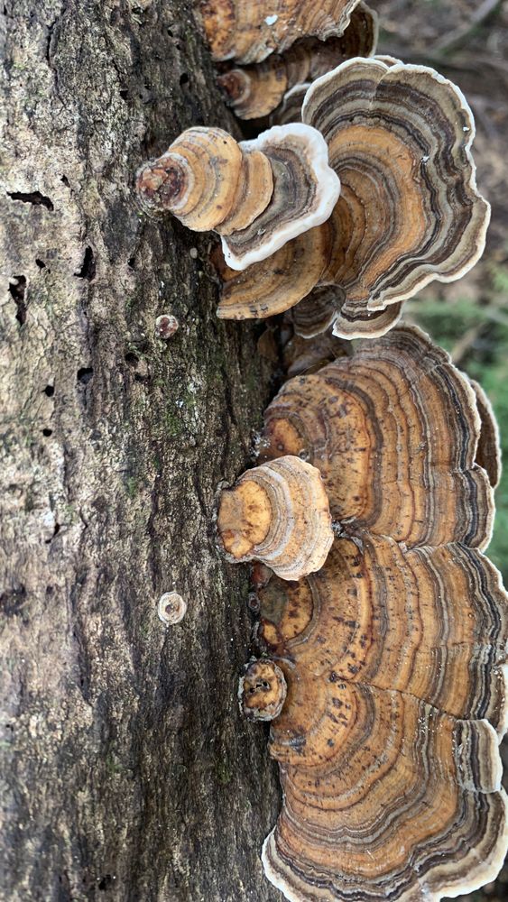 Fungi at work.