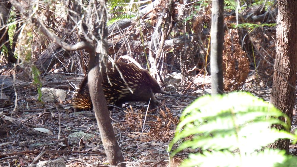 An echidna busy looking for a snack