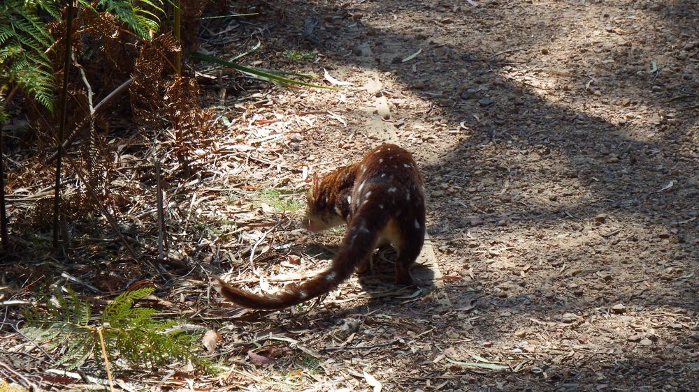 Spotted quolls are protected in Tasmania