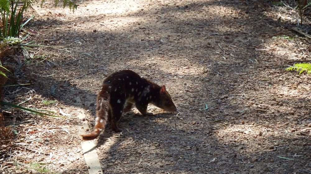 They're Australia's native cat, and in some states I've heard it's possible to keep them as pets