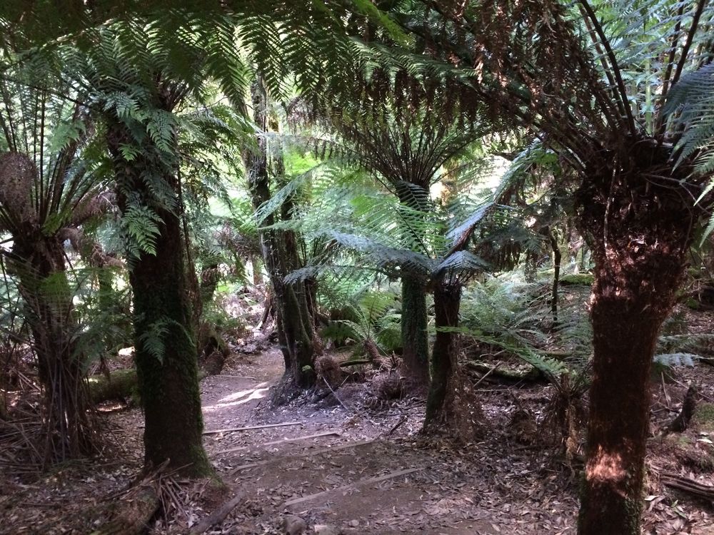 The muddy man fern section