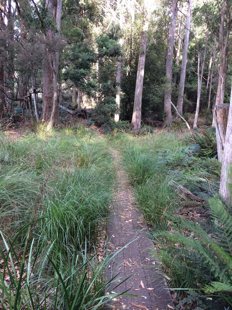 Grass and boardwalk