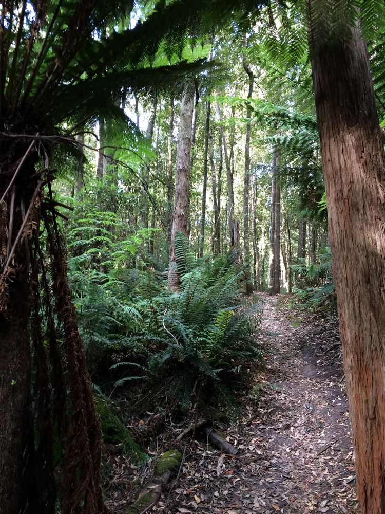 The lighter and drier open woodland part of the track